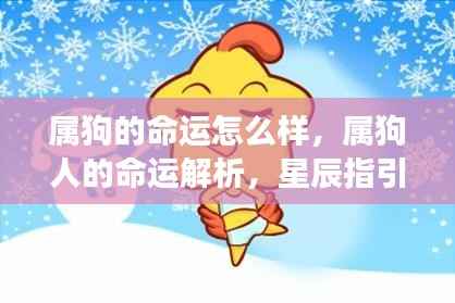 属狗的命运怎么样，属狗人的命运解析，星辰指引下的光明前程