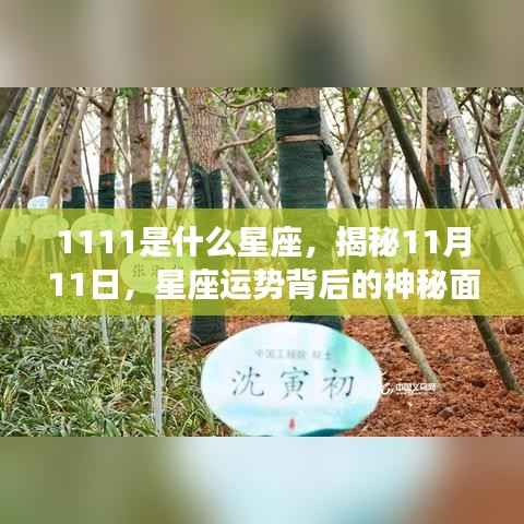 揭秘11月11日星座之谜，探寻运势背后的神秘面纱
